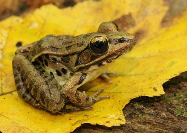 Southern Leopard Frog